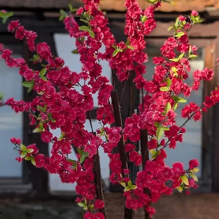 Les Perles Du Ried - Gite 8 - 15Mn Europapark - Proche Strasbourg Colmar * Boofzheim